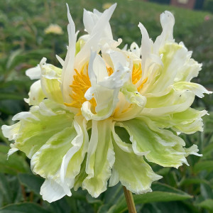 Bijūnas ‘Green Lotus’