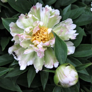 Bijūnas ‘Green Lotus’