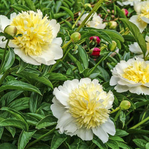 Bijūnas ‘Honey Gold’
