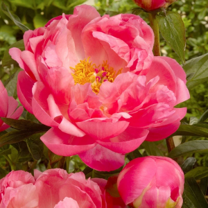 Bijūnas ‘Pink Hawaiian Coral’
