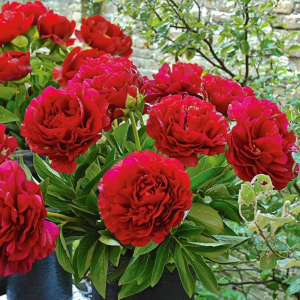 Bijūnas ‘Red Charm’