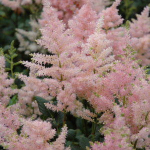 Astilbė japoninė 'Peach Blossom', šaknis, 1 vnt.