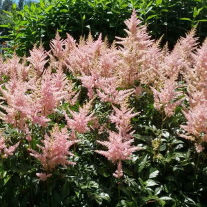 Astilbė japoninė 'Peach Blossom', šaknis, 1 vnt.