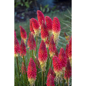 Knipofija ‘Rocket’s Red Glare’