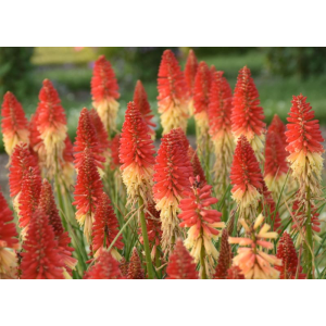 Knipofija ‘Rocket’s Red Glare’