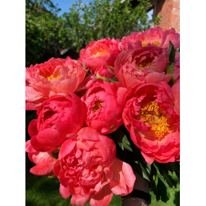 Bijūnas ‘Coral Charm’