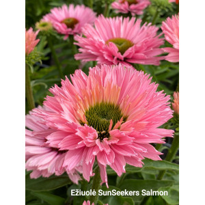 Ežiuolė Sunseekers Salmon