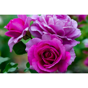 Rožė arbatinė – hibridinė ‘Violette Parfumee’