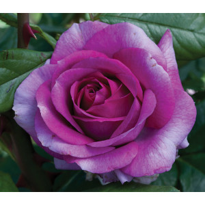 Rožė arbatinė – hibridinė ‘Violette Parfumee’