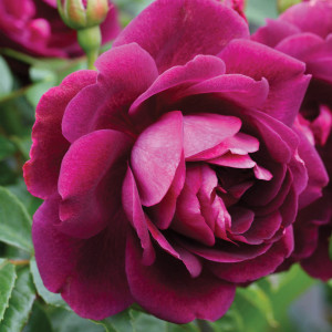 Rožė floribundinė ‘Burgundy Ice’