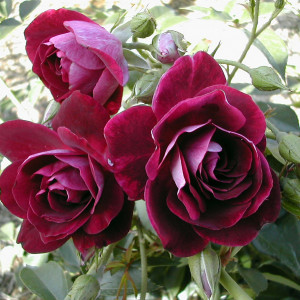 Rožė floribundinė ‘Burgundy Ice’