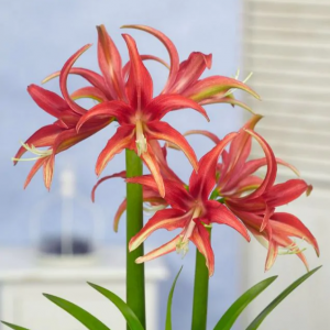Amarilis 'Quito' (meilenis) vorinis 2026 ruduo