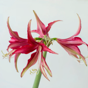 Amarilis 'Quito' (meilenis) vorinis 2026 ruduo