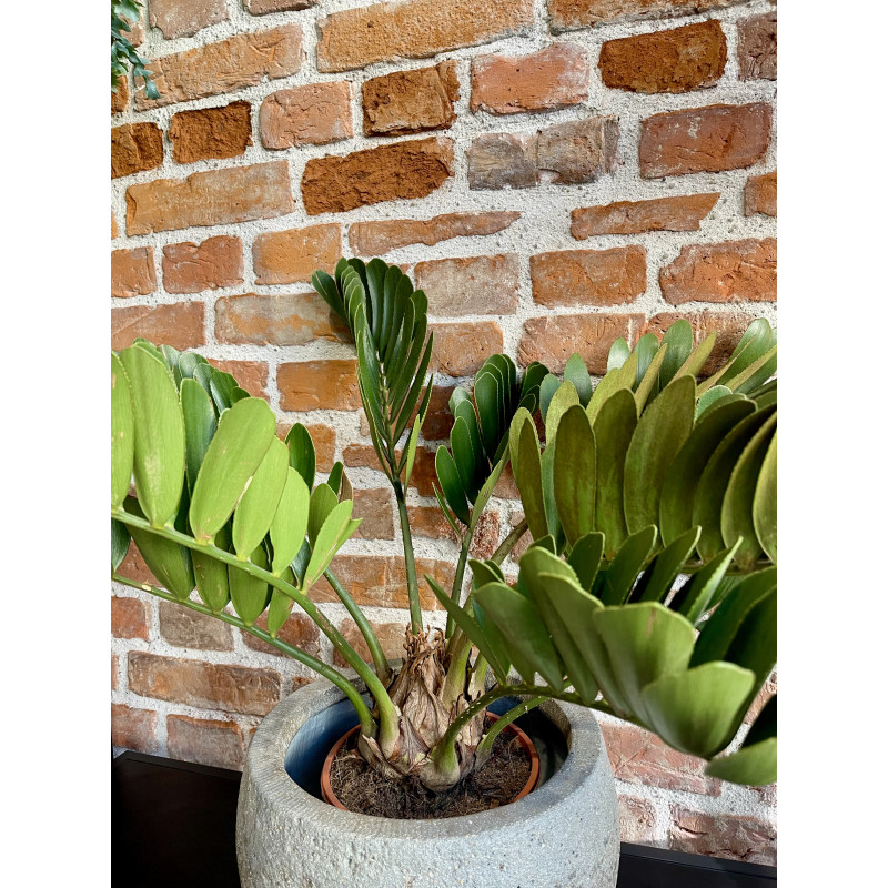 Zamia integrifolia 70cm