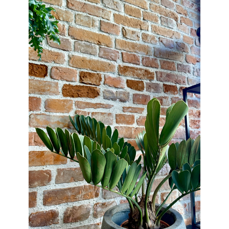 Zamia integrifolia 70cm