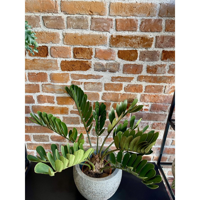 Zamia integrifolia 70cm