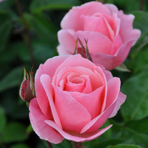 Rožė arbatinė – hibridinė ‘Queen Elizabeth’