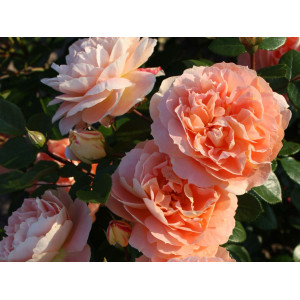 Rožė floribundinė ‘Schöne vom See’ (plikomis šaknimis)