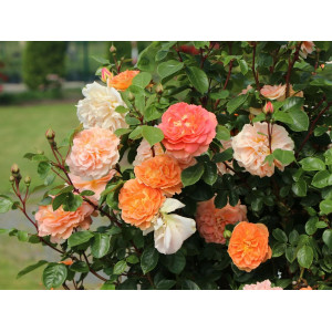 Rožė floribundinė ‘Schöne vom See’ (plikomis šaknimis)