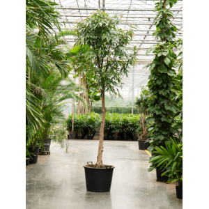 Fikusas "Amstel king" 350 cm