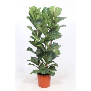 Lyralapis fikusas 140cm 3 kamienai