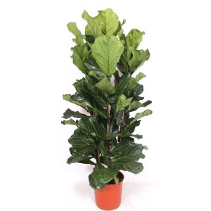 Lyralapis fikusas 155cm 3 kamienai