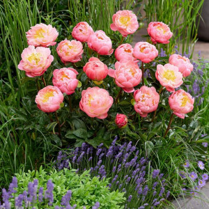 Bijūnas ‘Pink Hawaiian Coral’
