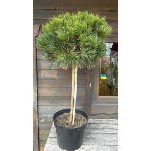 Pušis juodoji 'GLOBOSA' PA