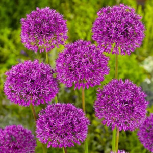 Česnakai "Purple Sensation, 5 vnt.