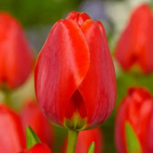 Tulpė Darvino "Apeldoorn" 50 vnt.