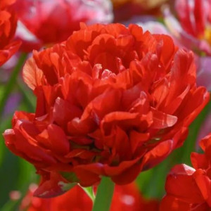 Tulpė bijūninė "Bombastic Red" 5 vnt.