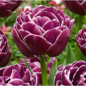 Tulpė bijūninė "Dream Touch" 50 vnt.