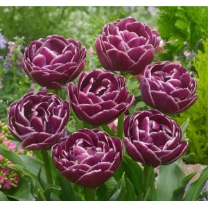 Tulpė bijūninė "Dream Touch" 50 vnt.