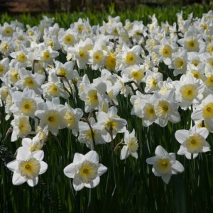 Narcizai "Ice Follies", 20 vnt.