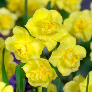 Narcizai "Yellow Cheerfulness", 20 vnt.