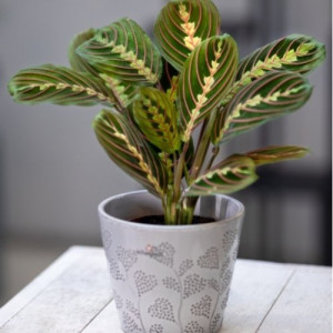 Maranta leuconeura Fascinator Tricolor (Maranta)