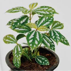 Pilea Cadierei (Pilėja)