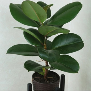 Ficus elastica Robusta (Fikusas)