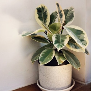 Ficus elastica Tineke (Fikusas)