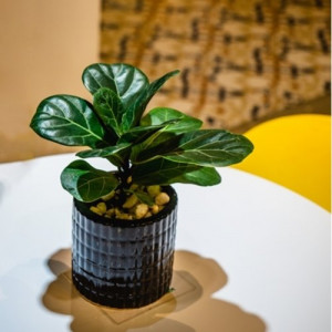 Ficus lyrata Bambino (Fikusas)