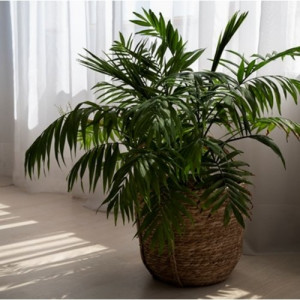 Chamaedorea elegans (Palmė)