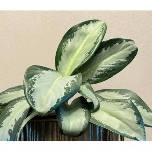 Aglaonema Green Bowl (Aglaonema)