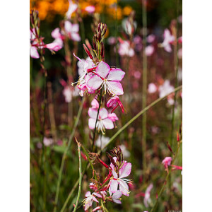 Gaura ‘Rosy Jane’