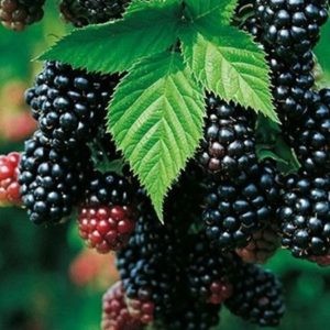 Gervuogė 'Black Satin' (iš grunto)