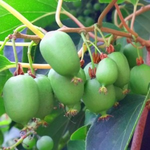 Aktinidija smailialapė moteriška 'Jumbo'