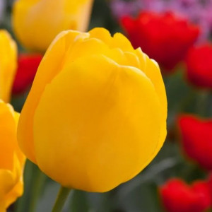 Tulpė Darvino "Golden Apeldoorn" 50 vnt.