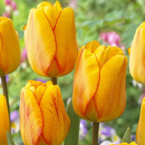 Tulpė Darvino "Blushing Apeldoorn" 10 vnt.