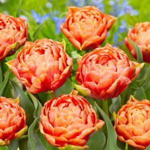 Tulpė pilnavidurė "Orange Flavour" 5 vnt.