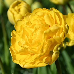 Tulpė pilnavidurė „Yellow Pomponette” 20 vnt.