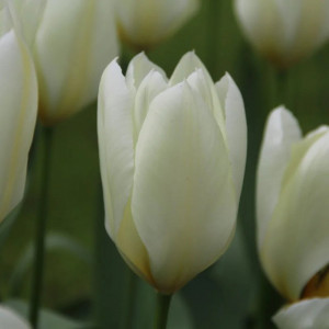 Tulpė „Purissima“ 10 vnt.